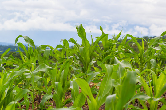 green young corn in farm