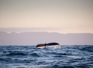 Fototapeta premium Whale tail 3