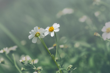 macro close up of bidens pilosa, aster family 