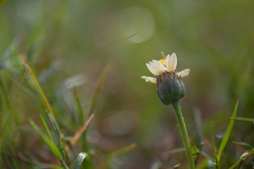 macro close up of coatbuttons, tridax daisy flower on the grass