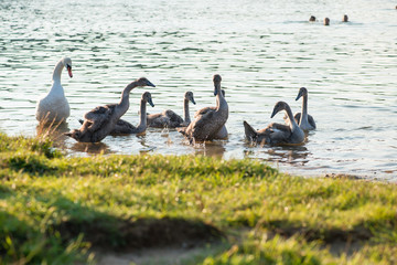 swans family at the beach