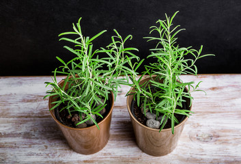 Rosemary plant in a flowerpot on a black background