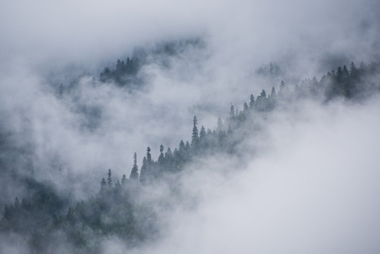 Fototapeta Fog in mountains. A cloud covers wooded slopes of mountains. It hid some areas but other ones show dark coniferous forest veiled in haze. Caucasus, view from Mestia (Svaneti, Georgia)