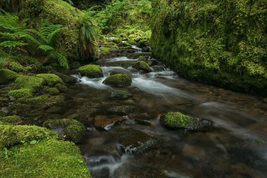 Happy mossy stream