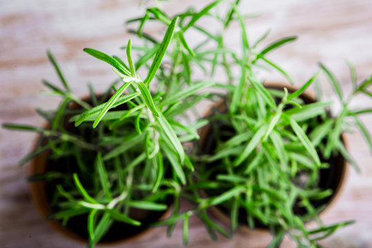 Rosemary plant in a flowerpot, view from above