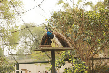 Beautiful peacock in a big cage in zoo