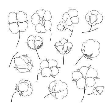 Vector set of hand draw outline cotton plant.