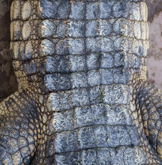 Crocodile skin / Abstract texture background of crocodile skin.