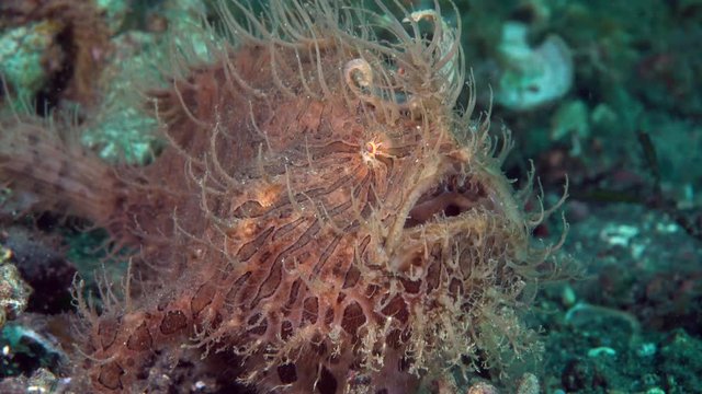 Hairy Frogfish (Antennarius striatus)