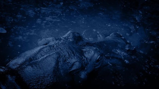 Hippo Roars And Submerges At Night