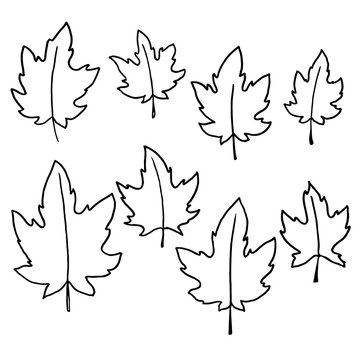 pencil hand drawn sketch of maple leave