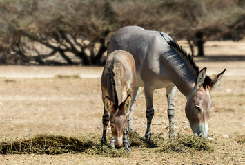 Somali wild donkey (Equus africanus) is the forefather of all domestic asses. This species is extremely rare both in nature and in captivity. 
Nowadays it inhabits nature reserve near Eilat, Israel

