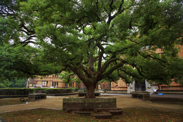 old tree with green spring leave