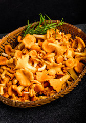 Raw wild chanterelle mushrooms in basket on a black background