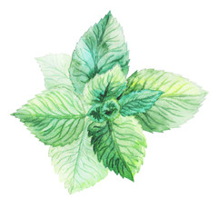 mint leaves on a branch, spice, freshness, draw by hand, watercolor - 118566639
