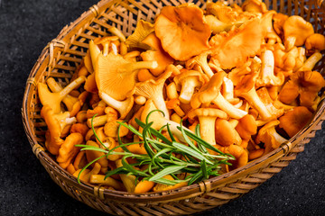 Raw wild chanterelle mushrooms in basket on a black background