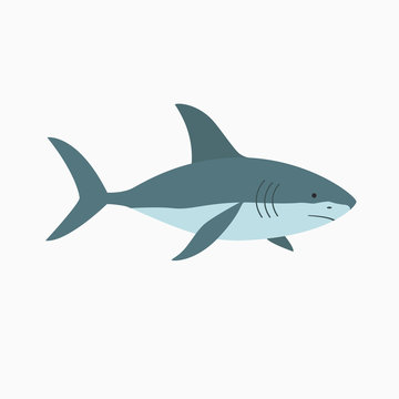Vector illustration shark