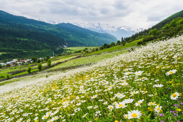 Field full of chamomile flowers, summer in the Caucasus Mountains. Picturesque view of a grassland in Mestia, Svaneti region of Georgia.
