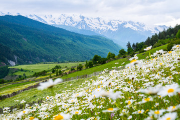 Mountain landscape with blossoming field. Scenic fresh chamomile meadow with snowy mountains in the background. Beautiful summer view of the Caucasus with white daisies. Mestia, Svaneti, Georgia