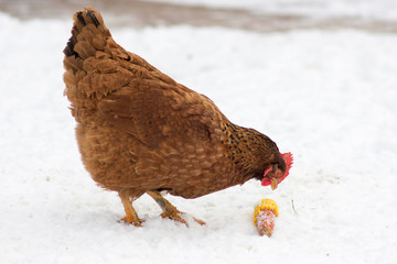 domestic chicken winter © retbool