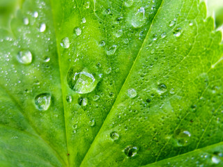 Background of dew drops on leaf macro. Nature forest morning. Grass with water drops. Beautiful nature in detail.