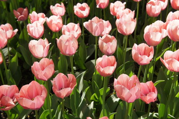 Many pink tulips in garden 