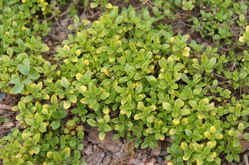 Green thyme or thymus plant 