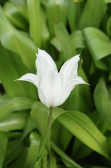 One white tulip flower in garden 