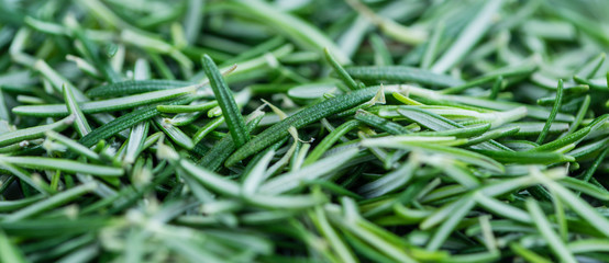 Portion of fresh Rosemary