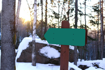 pointer in the forest