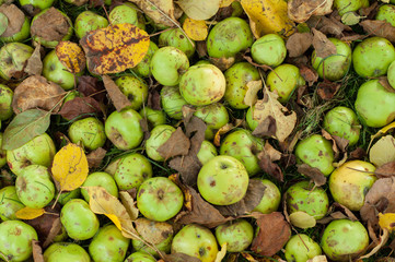 Autumn Apples on the ground.
A cluster of fallen apple on the ground.