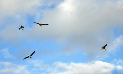 Birds flying in the sky.