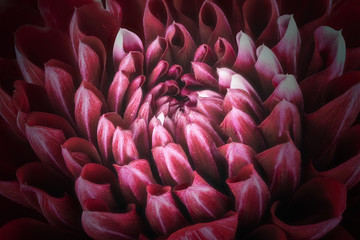 Dark red flower petals, close up and macro of chrysanthemum, beautiful abstract background