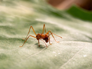 Acromyrmex on the big green leaf plants. Unusual insect - huge spikes and powerful jaw ant