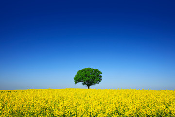 Mighty Oak Tree in Field of Oilseed Rape, Spring Landscape under Blue Sky