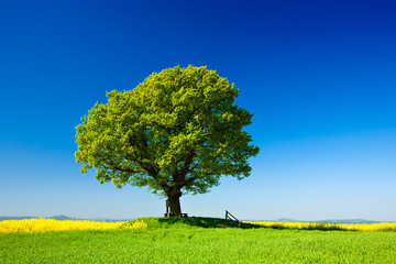 Oak Tree beside Field of Oilseed Rape, Spring Landscape under Blue Sky
