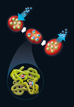 Schema of haemoglobin transporting oxygen molecules