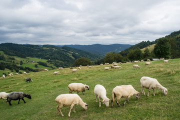 Obraz premium Owce na górskiej polanie, Gorce, Ochotnica Górna