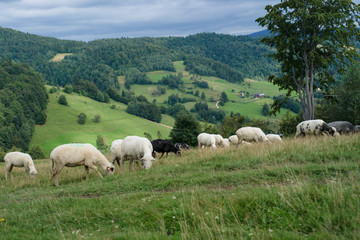 Fototapeta na wymiar Owce na górskiej polanie, Gorce, Ochotnica Górna