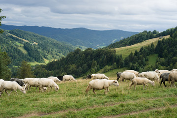 Fototapeta na wymiar Owce na górskiej polanie, Gorce, Ochotnica Górna