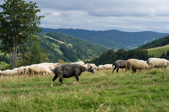 Owce na górskiej polanie, Gorce, Ochotnica Górna