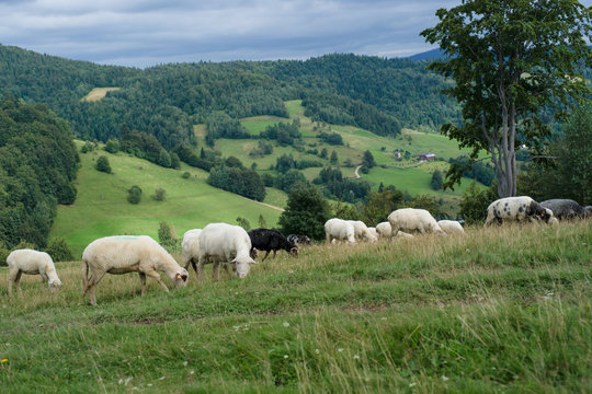 Owce na g&oacute;rskiej polanie, Gorce, Ochotnica G&oacute;rna