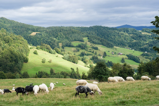 Owce na g&oacute;rskiej polanie, Gorce, Ochotnica G&oacute;rna
