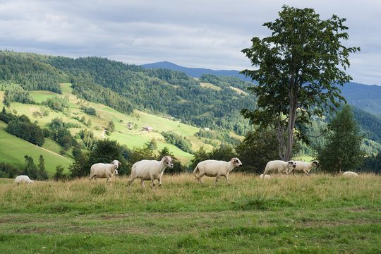 Owce na g&oacute;rskiej polanie, Gorce, Ochotnica G&oacute;rna