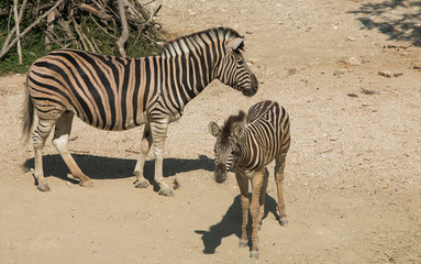 Fototapeta na wymiar Coppia di zebre nella natura selvaggia