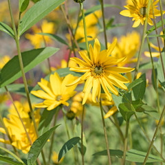 Topinambur, Helianthus tuberosus, Erdapfel
