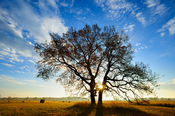 Twin Oak Trees on Field in Autumn Landscape at Sunrise, Leaves Changing Colour, blue sky with clouds