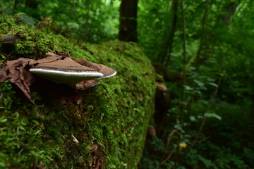 Huba drzewna © widzisz1988