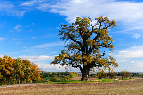 Mighty Oak Tree on Field in Autumn Landscape, Leaves Changing Colour