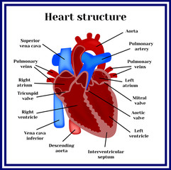 Heart structure. The organ of the circulatory system.